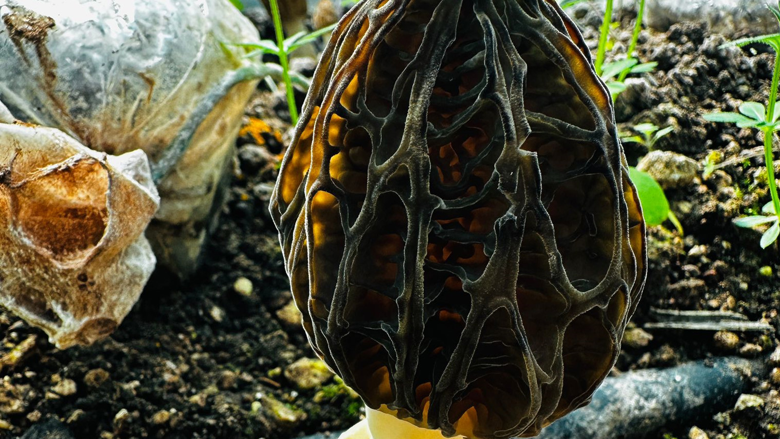 Mersin'de ilk hasat: Doğada nadir bulunuyor, kilosu altınla yarışıyor