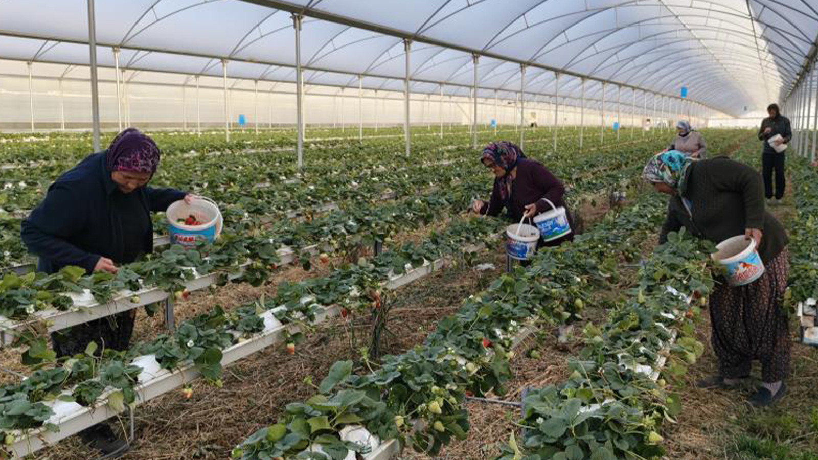 Silifke'de hasat başladı; kilosu 140 ile 160 TL arasında