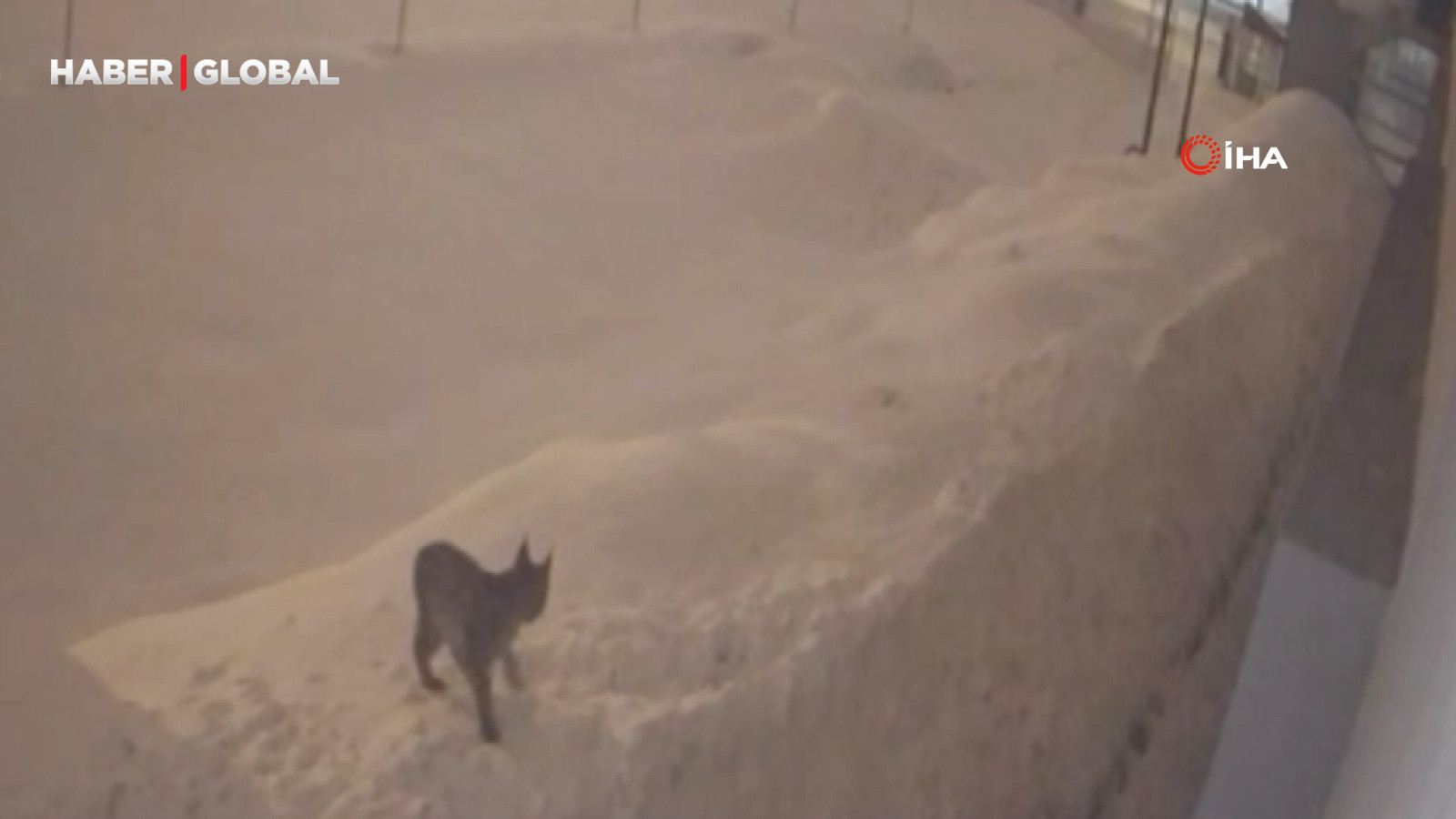 Yüksekova şehir merkezinde vaşak görüldü!