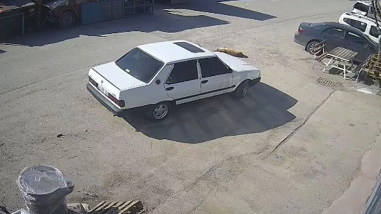 Bolu'da pes dedirten görüntü: Yolda yatan köpeği ezdi, arkasına bakmadan uzaklaştı