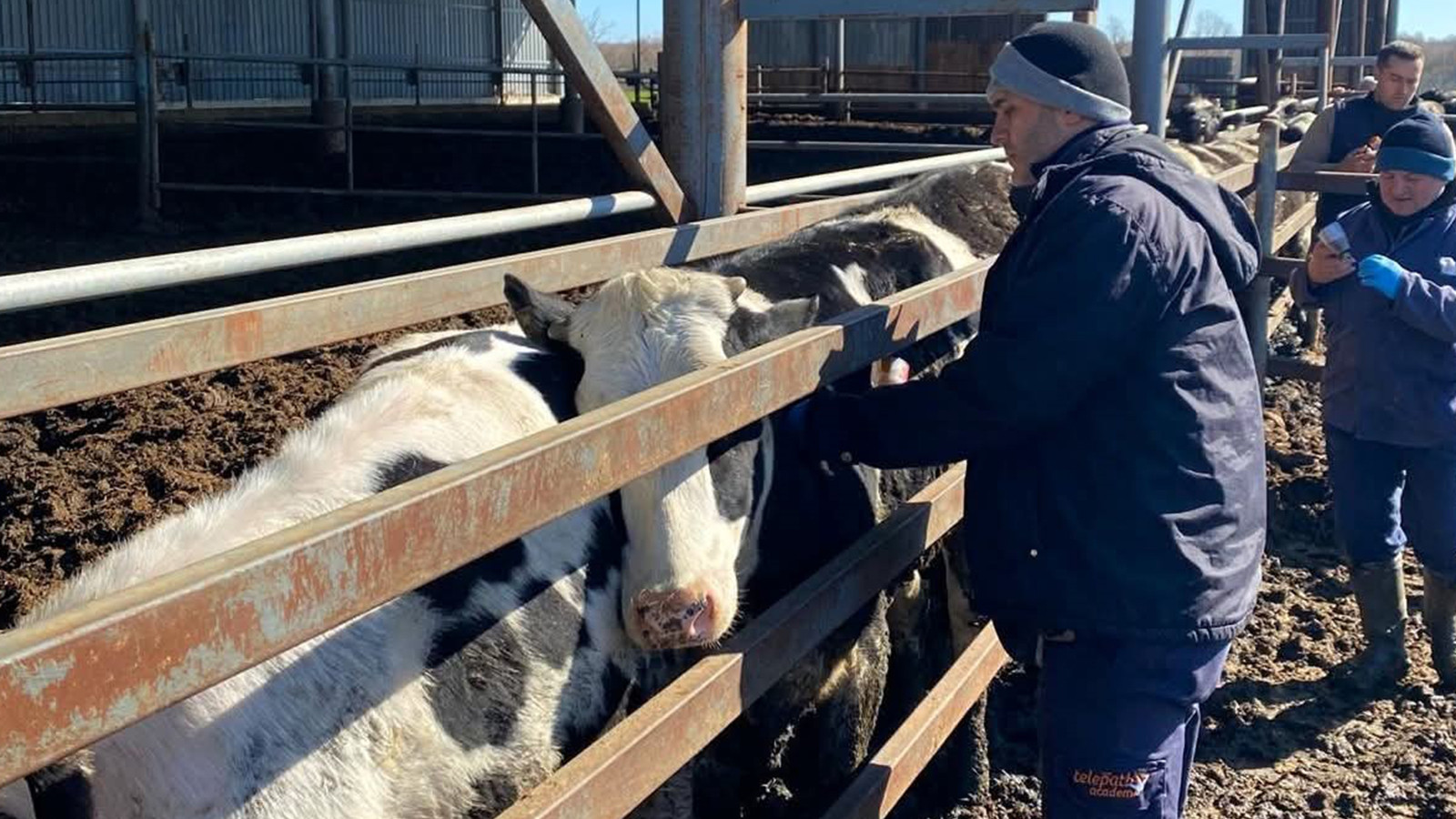 Trakya'da şap alarmına karşı sahadalar: Büyükbaş hayvanlara aşılama sürüyor