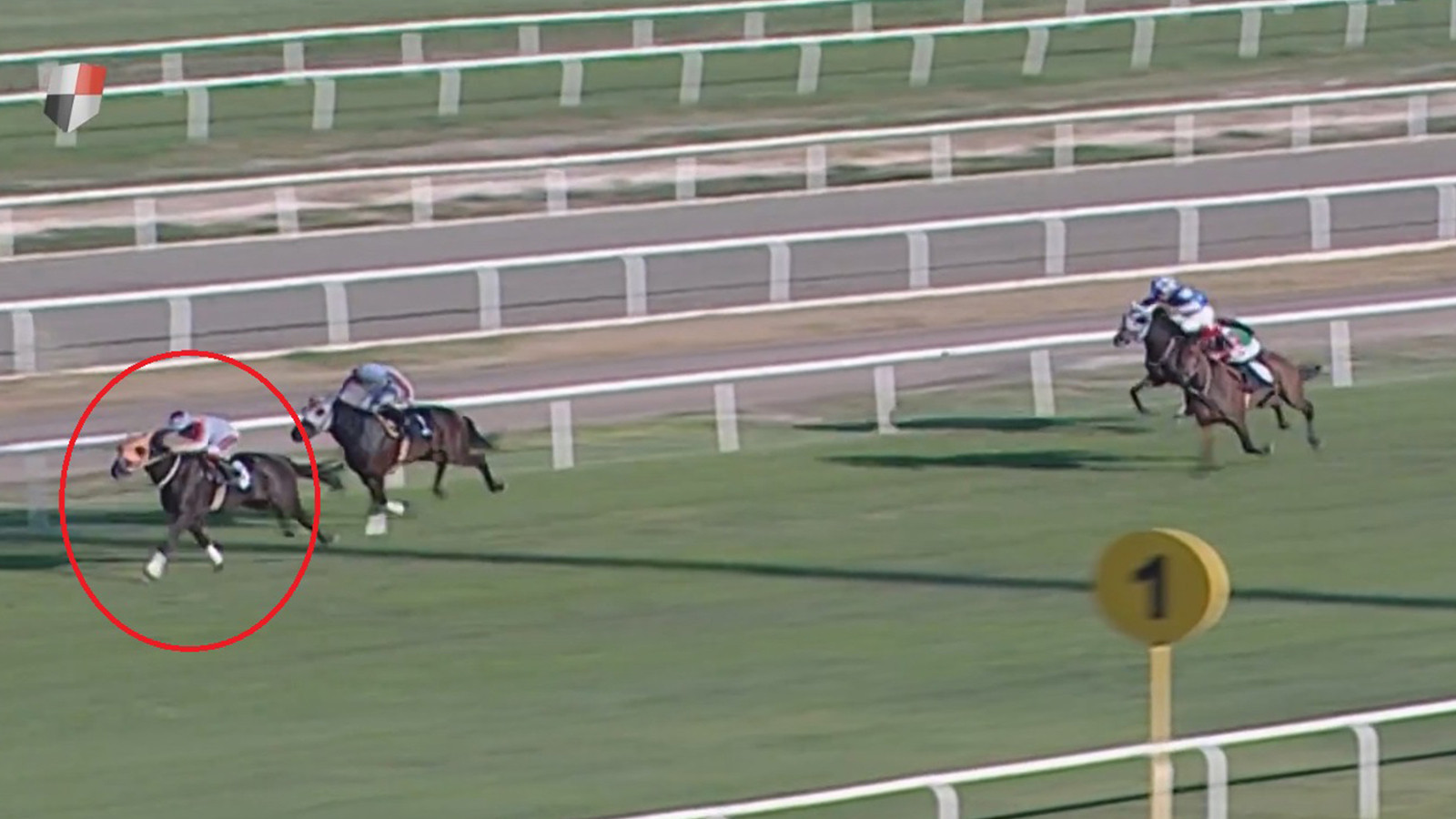 Yarış atı nasıl kavurma yapıldı? Atın sahibine para cezası