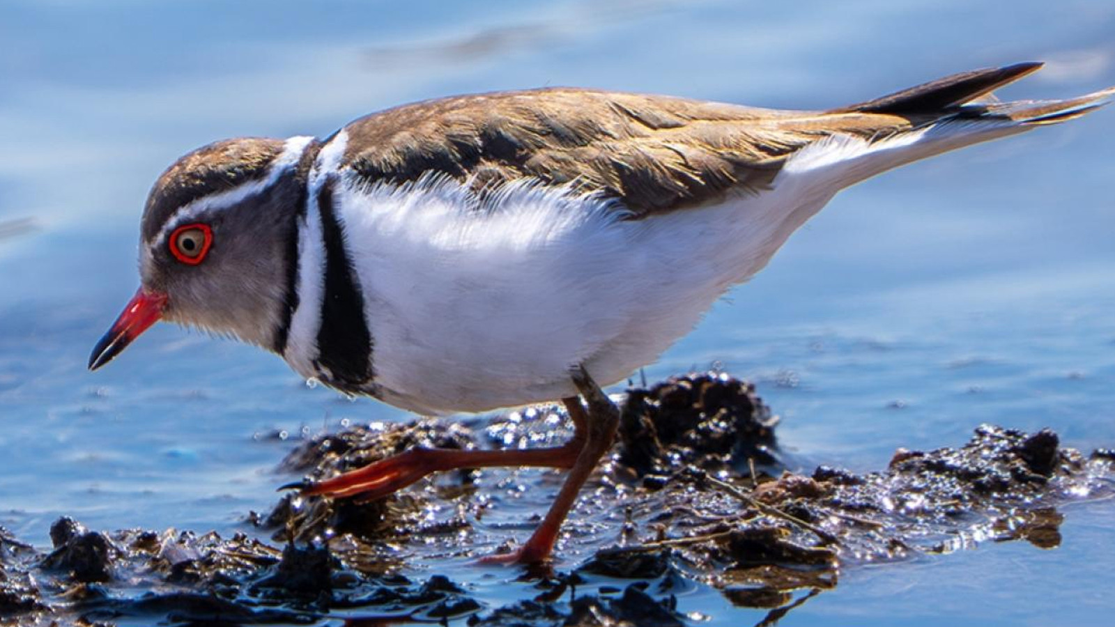Takkeli cılıbıt kuşu... Türkiye'de ilk kez görüldü