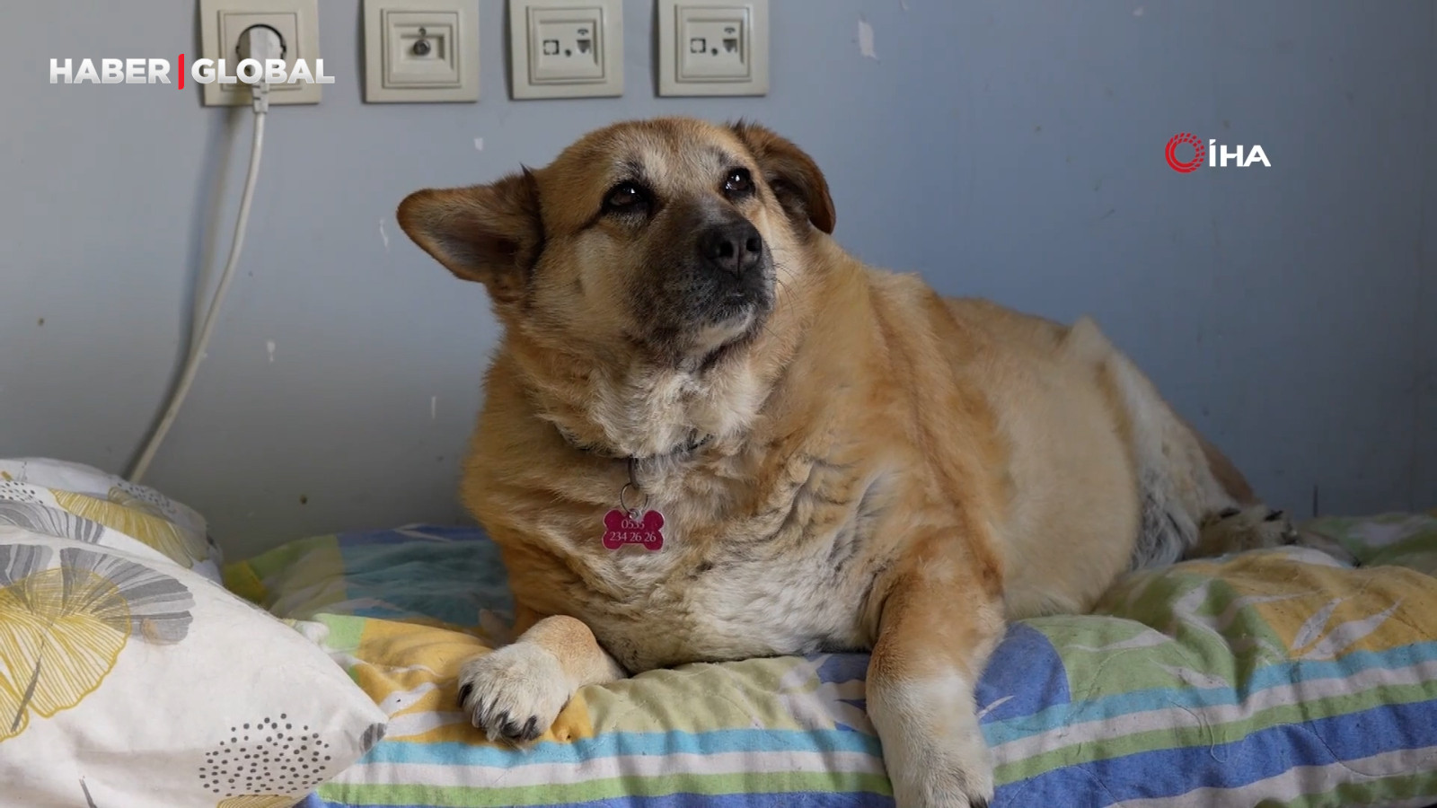 13 yaşındaki obez köpek 'Kız', yürüyüş yaparak zayıflıyor