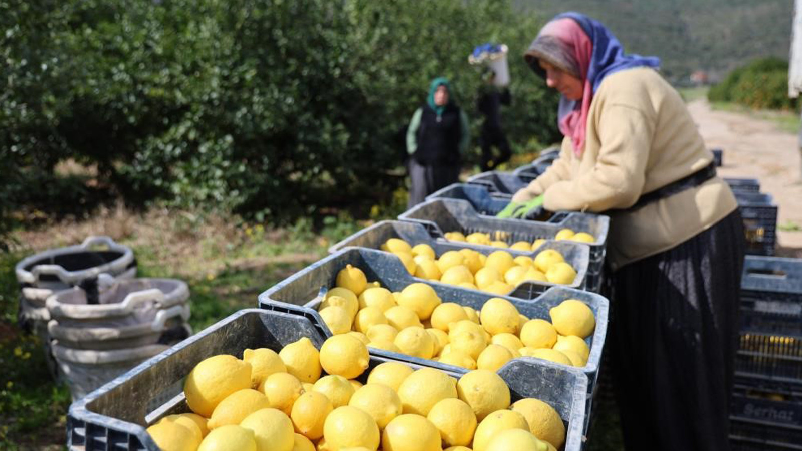Limon fiyatı yüzde 410 yükseldi!