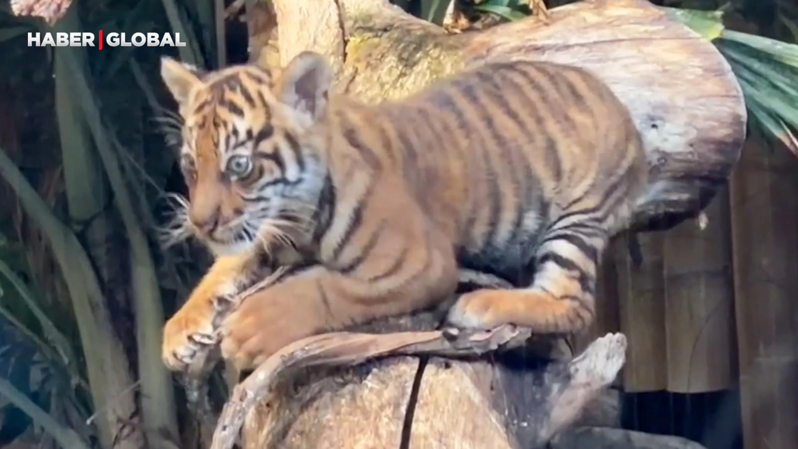 Sumatra kaplanı Lilly ilk kez görüntülendi