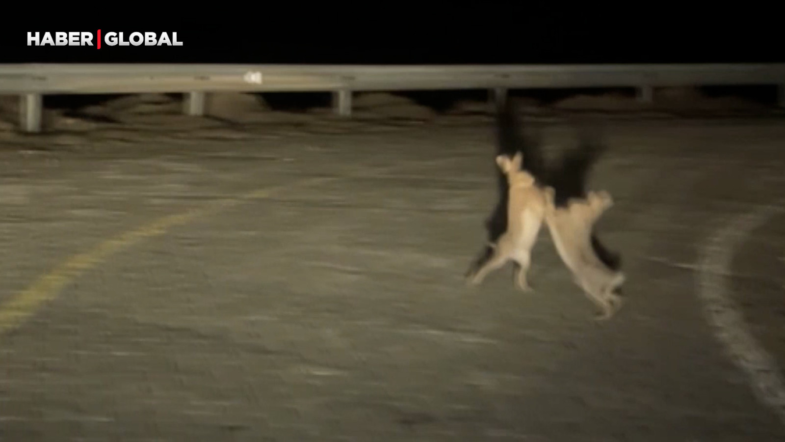 Yol kenarında dakikalarca kavga eden tavşanların görüntüsü şaşırttı