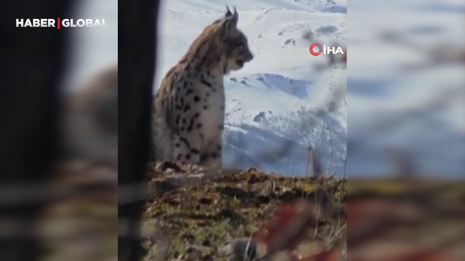 Akdağ'ın eteklerinde vaşak, kurt ve dağ keçisi peş peşe görüldü