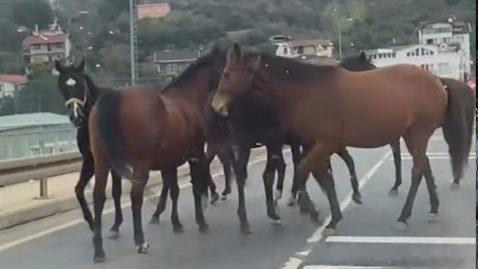 Beykoz'da başıboş atlar trafiği tehlikeye soktu