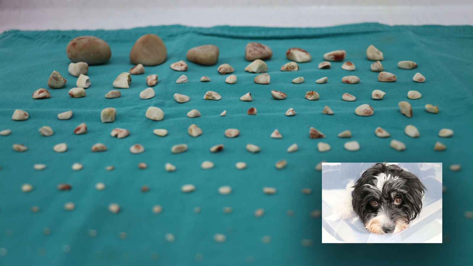 Görenler gözlerine inanamadı: 'Tarçın'ın karnından 140 taş çıkarıldı