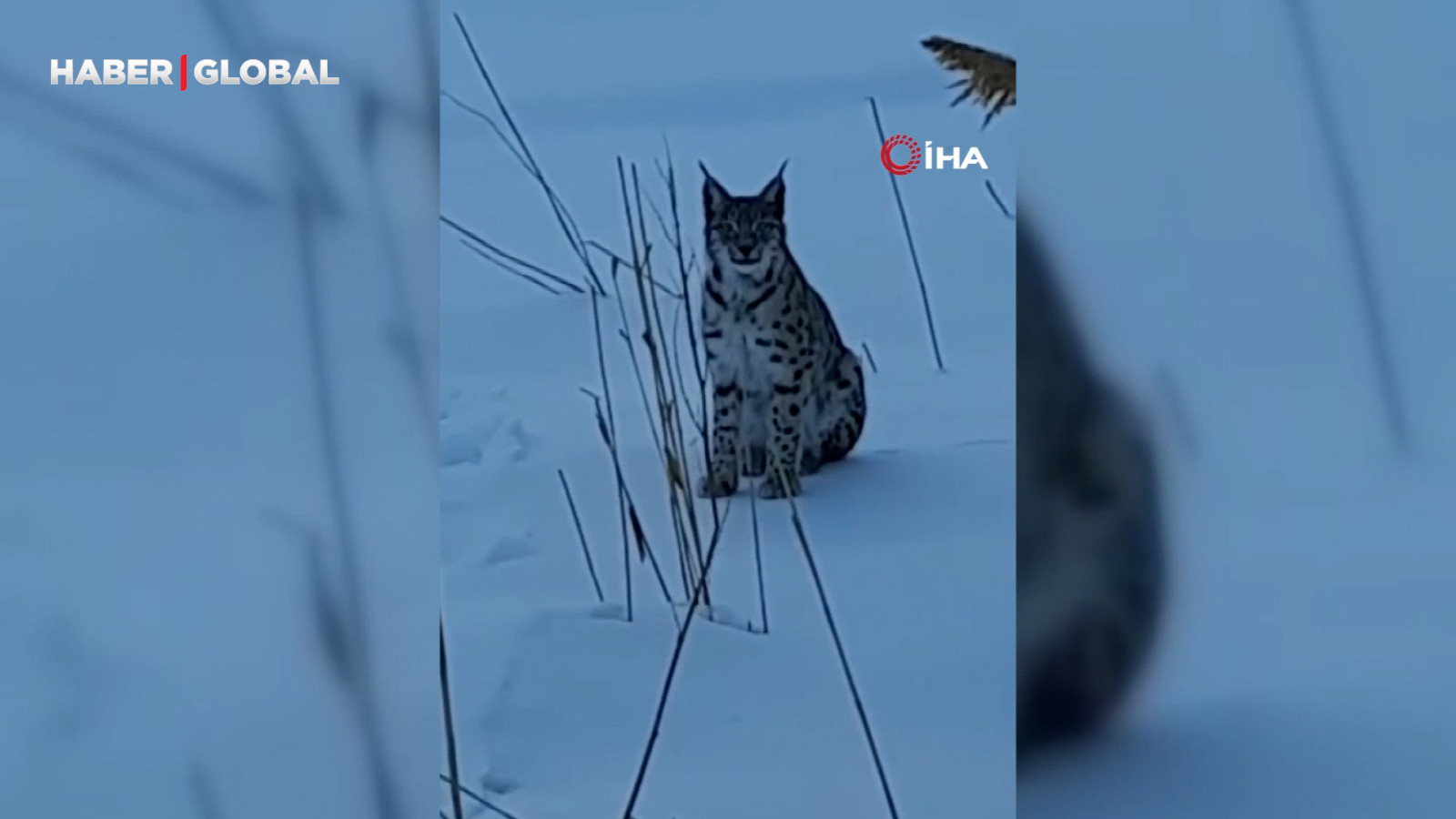 Karlı arazide görülen vaşak vatandaşları heyecanlandırdı