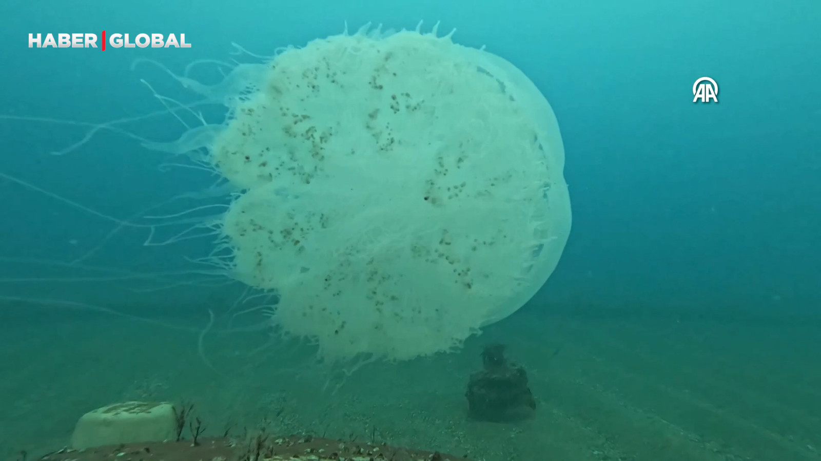 Antalya Körfezi'nde "göçmen denizanası" yoğunluğu!