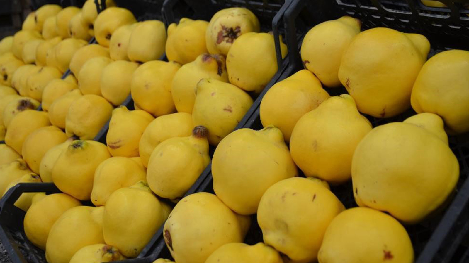 Ayvayı yiyemedik...Kilosu 300 liraya dayandı; lüks oldu