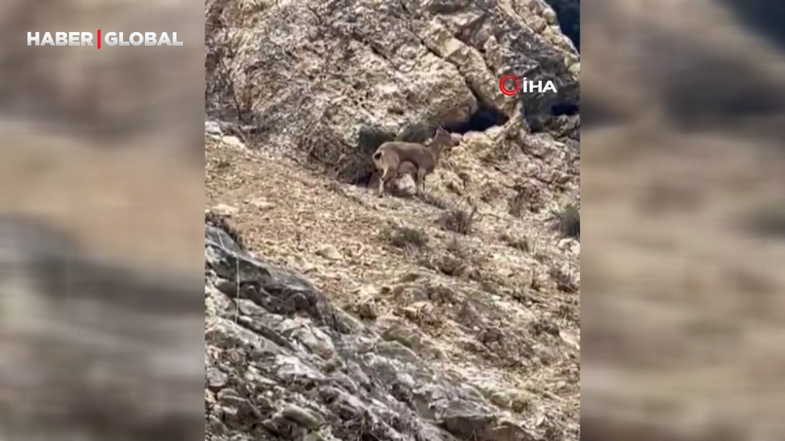 Elazığ'da 3 ayaklı yaban keçisi azmiyle şaşırttı