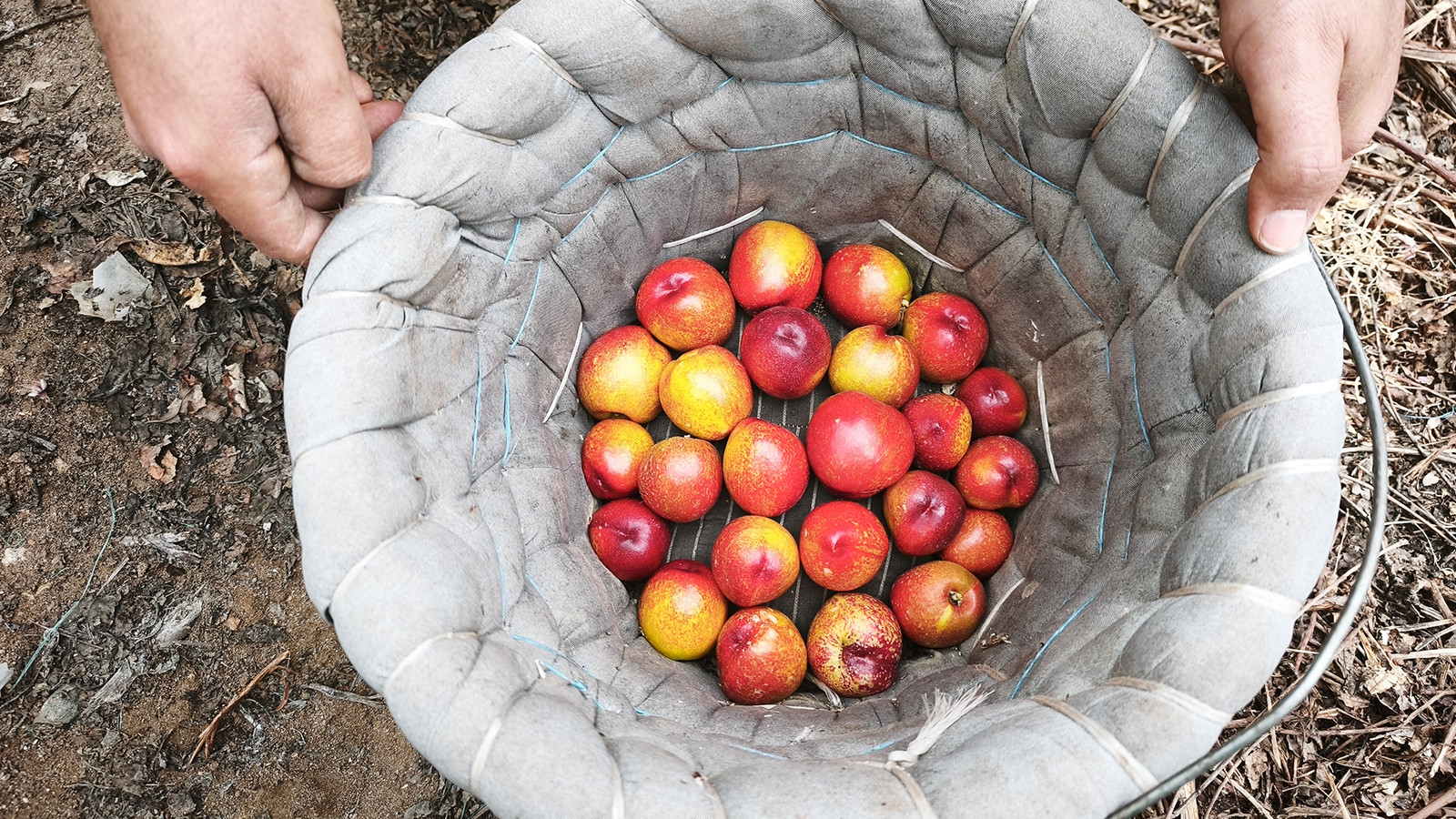 Alternatif ürün olarak üretildi; kilosu 500 TL'den satılıyor