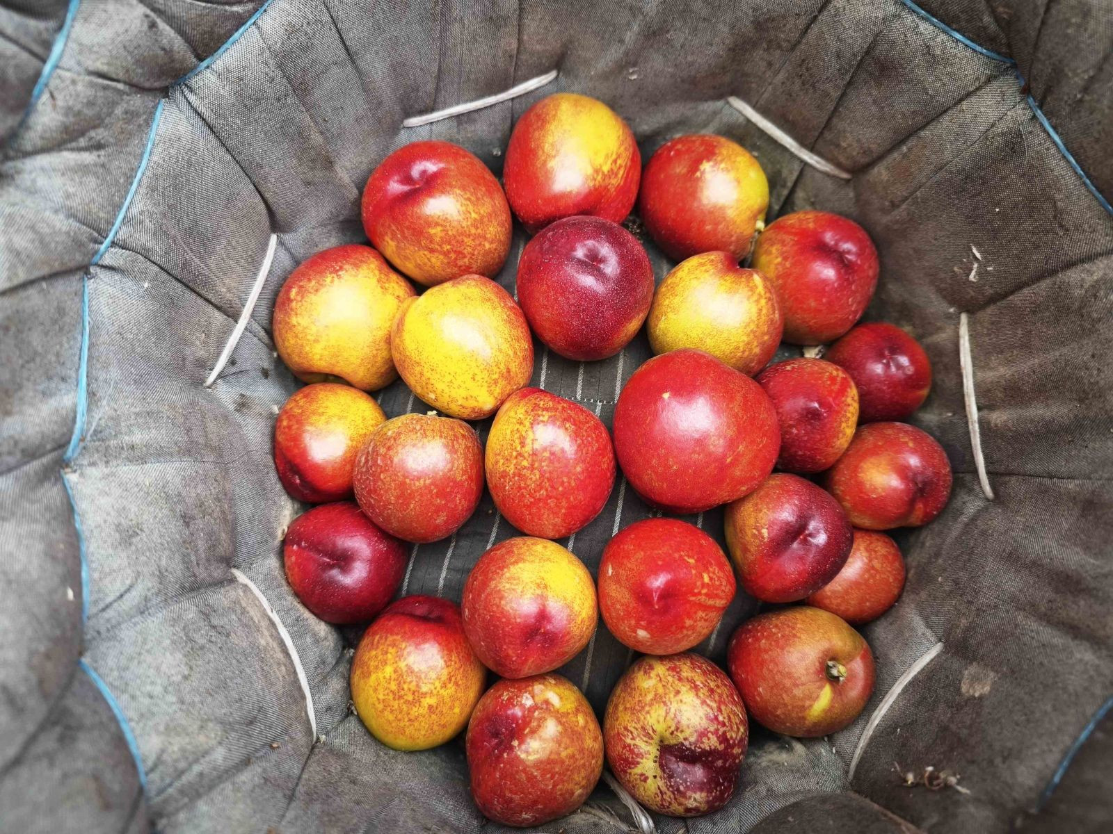 Alternatif ürün olarak üretildi; kilosu 500 TL'den satılıyor - Resim: 5