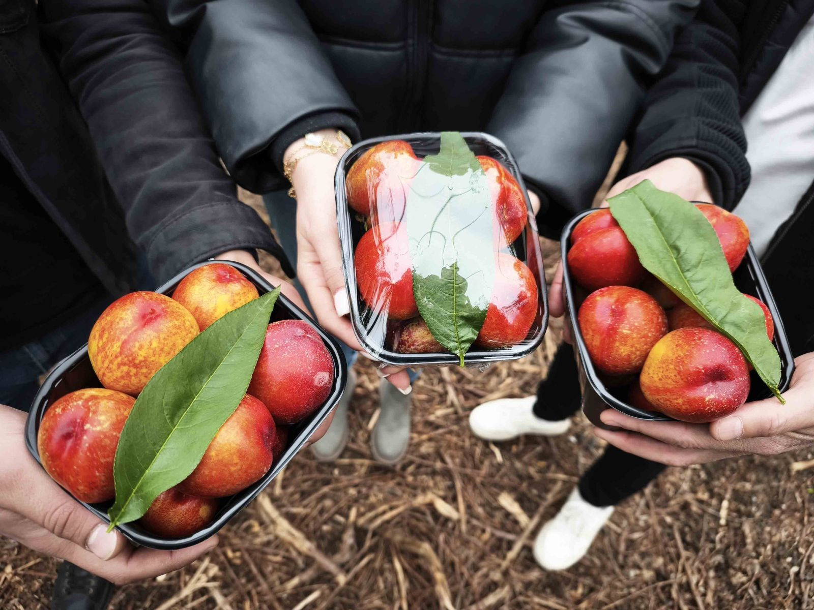 Alternatif ürün olarak üretildi; kilosu 500 TL'den satılıyor - Resim: 2