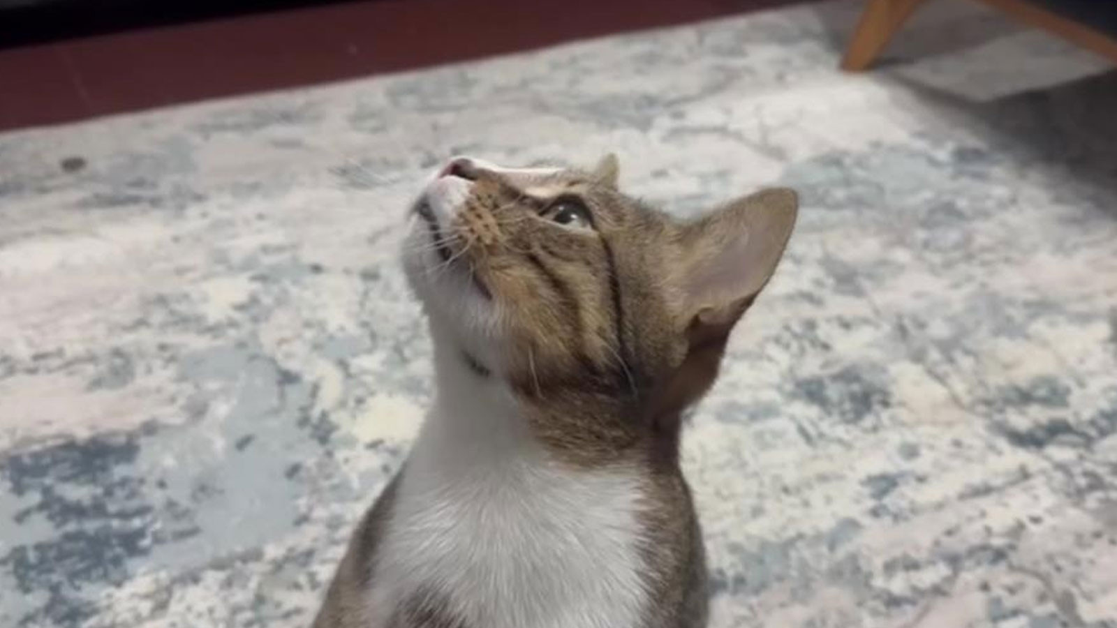 Dört yıldır kusan kedinin midesinden buzdolabı vakumu çıktı