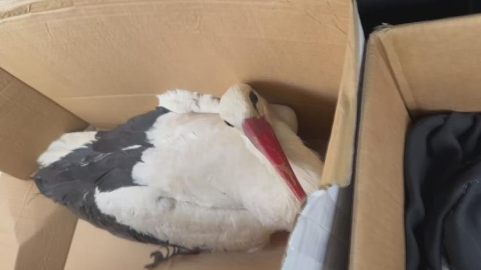 Hatay'da göç yolundaki leylekleri av tüfeğiyle yaraladılar