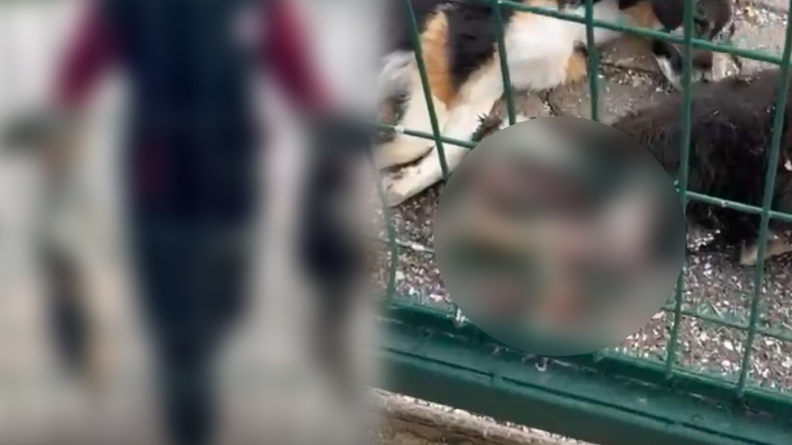 Hayvan bakımevinde skandal görüntüler: Soruşturma başlatıldı