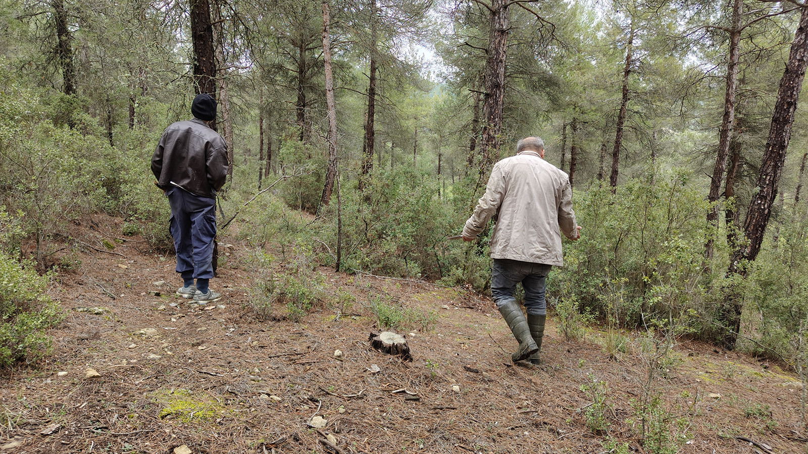 Altın bulmuş gibi seviniyorlar! Burdur'da yöre halkı dağlarda onu arıyor