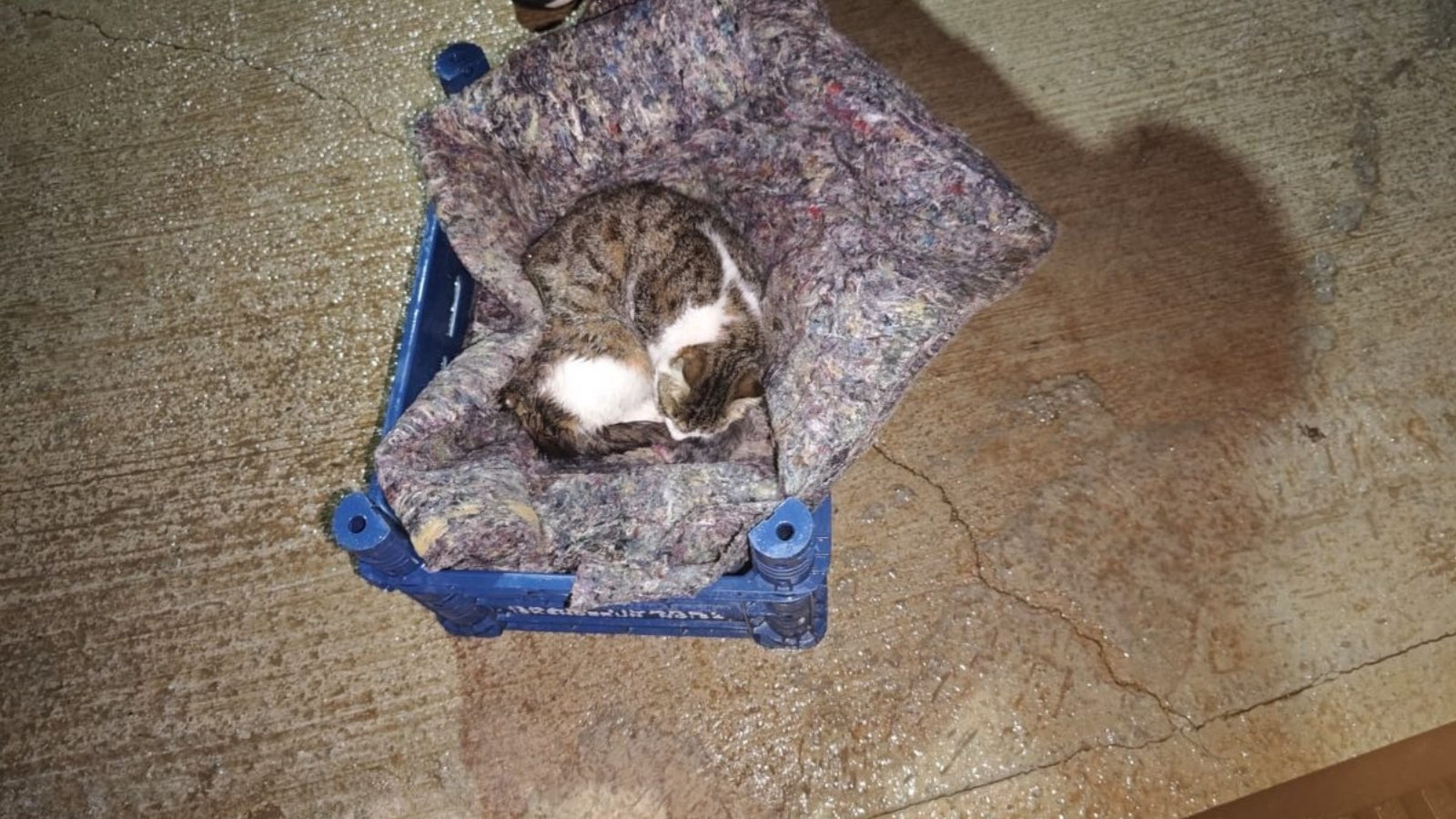 Hatay'da gider kanalına düşen kedi ve yavruları kurtarıldı