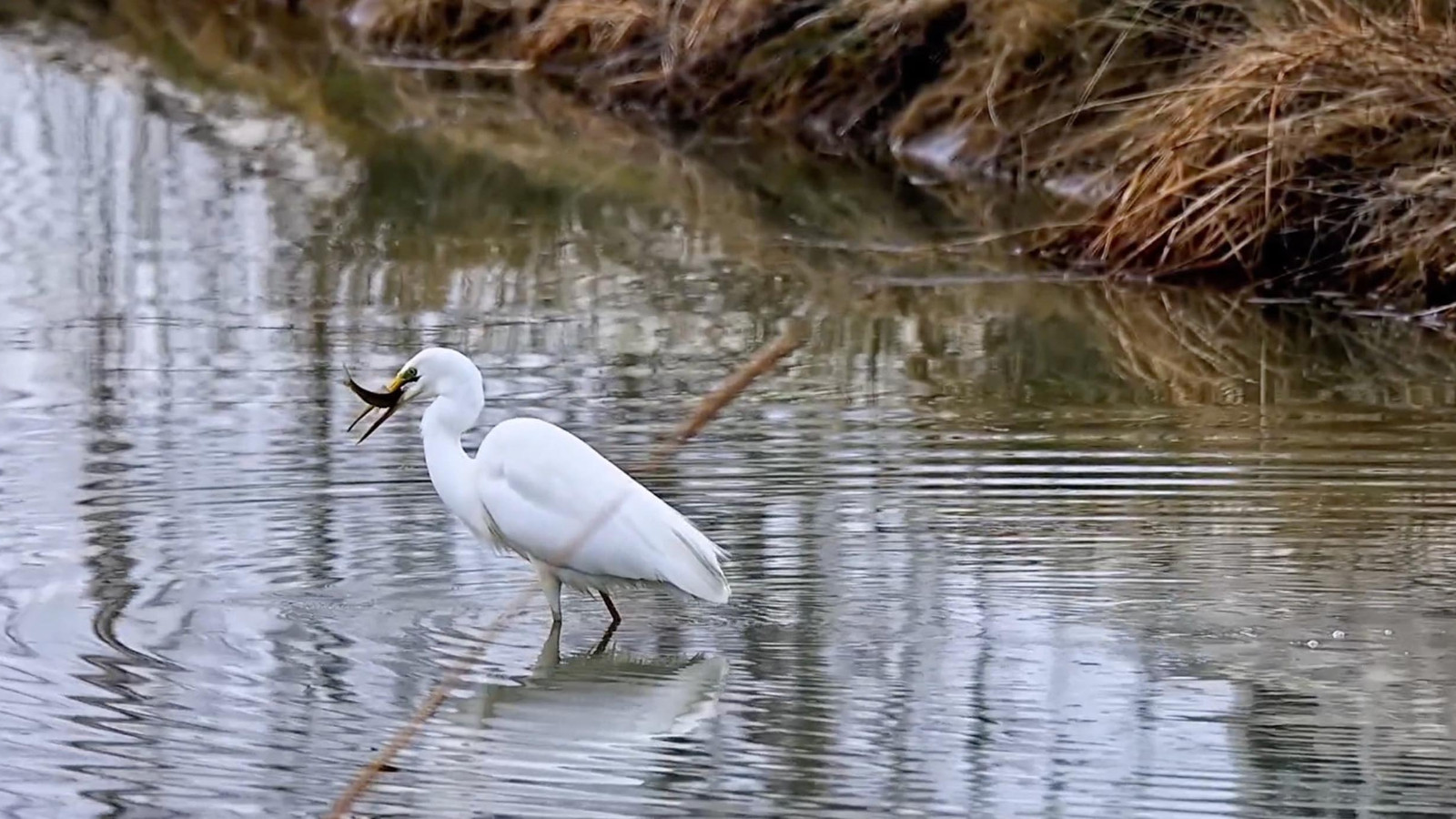 Yer Erzincan... Büyük ak balıkçıl beslenirken görüntülendi