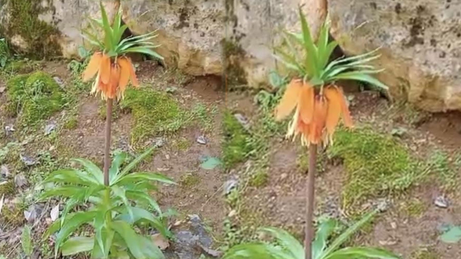 Bu çiçeği koparmanın cezası ikinci el araba fiyatını geçiyor