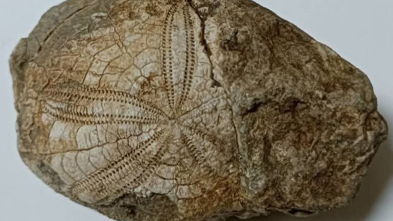 Doğa yürüyüşü sırasında bulundu; milyonlarca yıllık