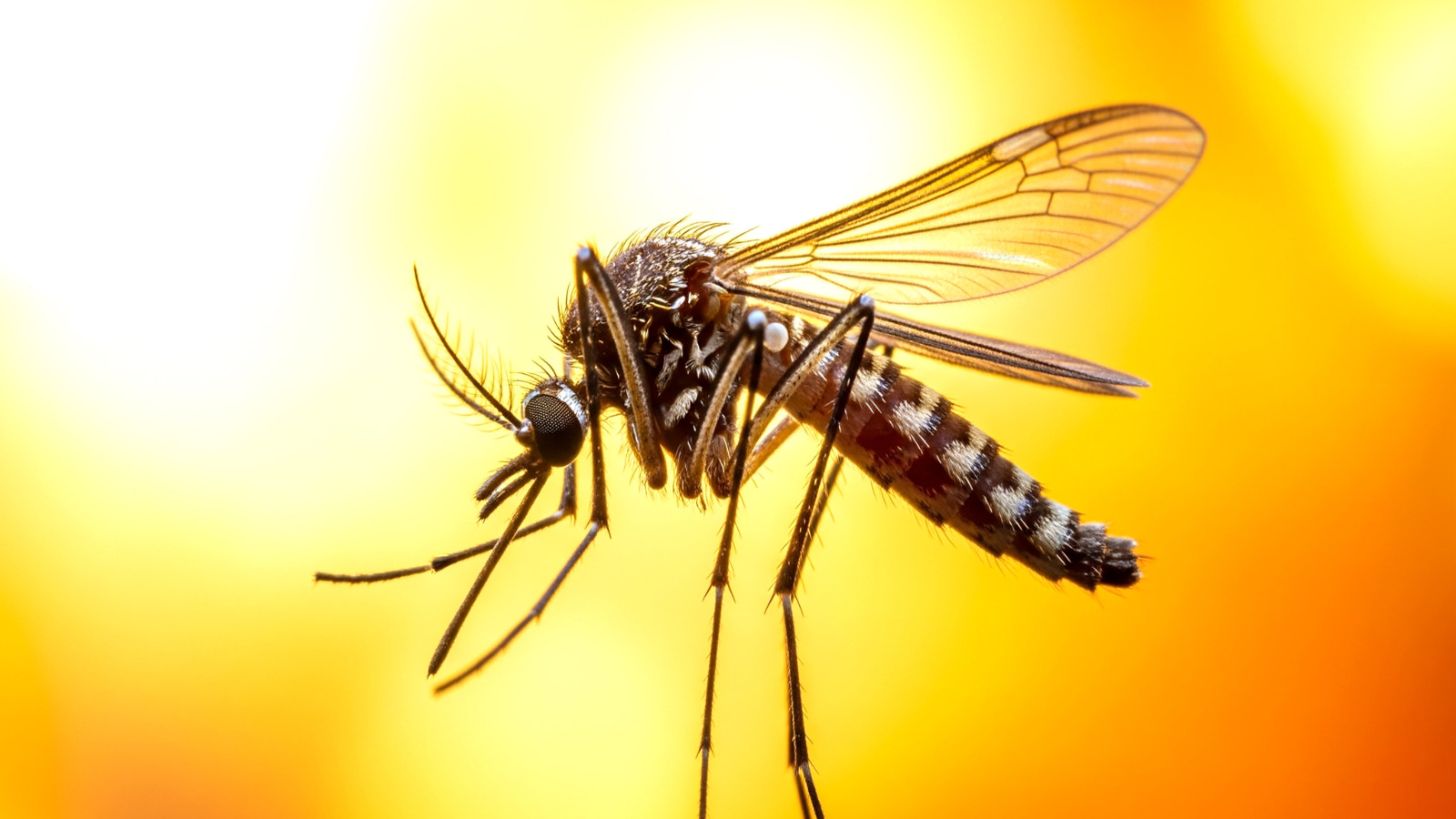 Gizem çözüldü: Sivrisineklerin neden bazı insanları diğerlerinden daha fazla ısırdığının sebebi ortaya çıktı