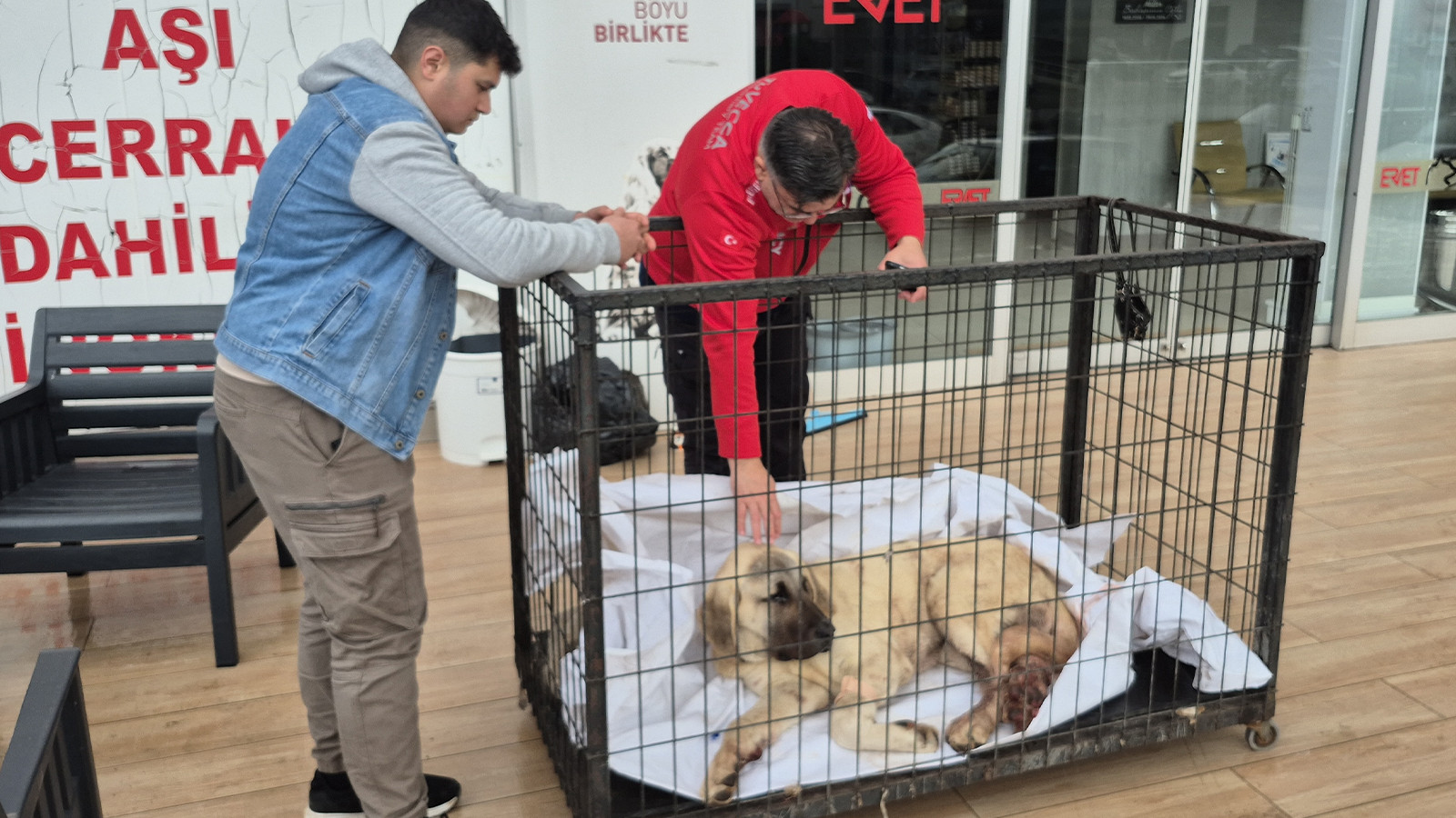Kayıp köpek vurulmuş olarak bulundu; şüpheli tutuklandı
