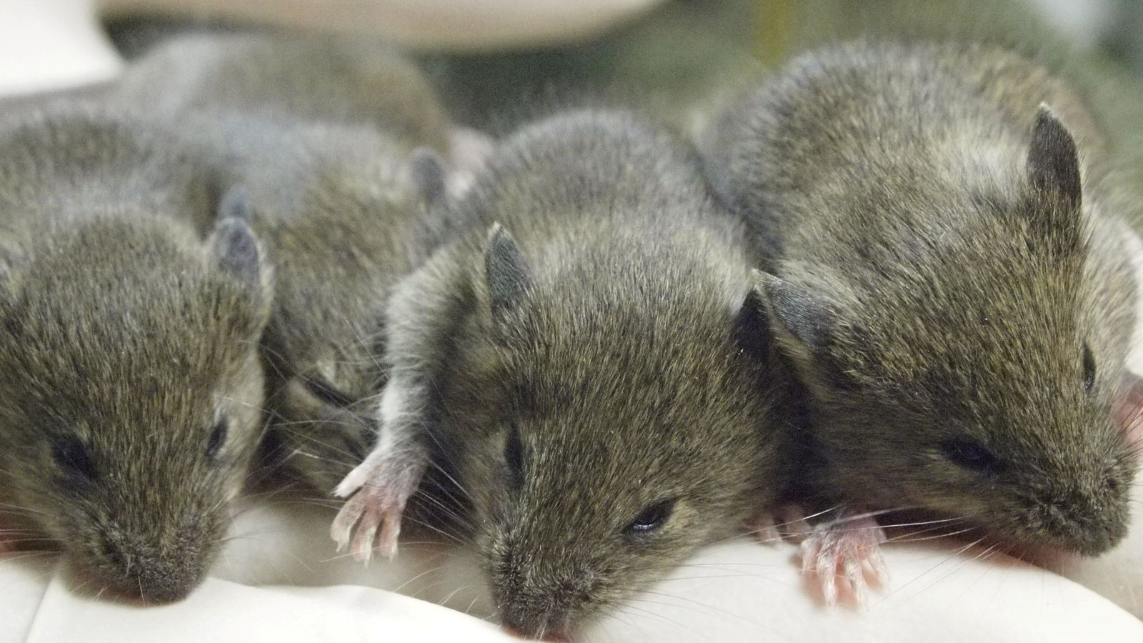 Klonlamanın biyolojik sınırını ulaşıldı: 58 nesil