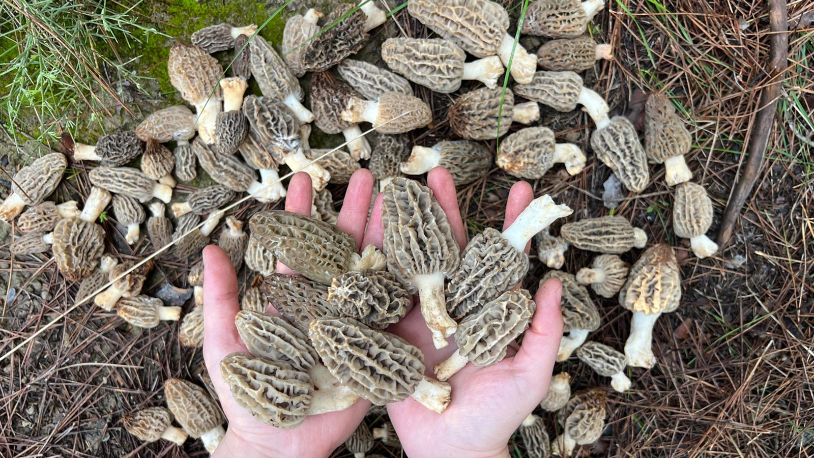 "Dolaman" sezonu başladı! Hem yiyorlar hem satıyorlar: Fiyatı 2 bin-3 bin lira arasında