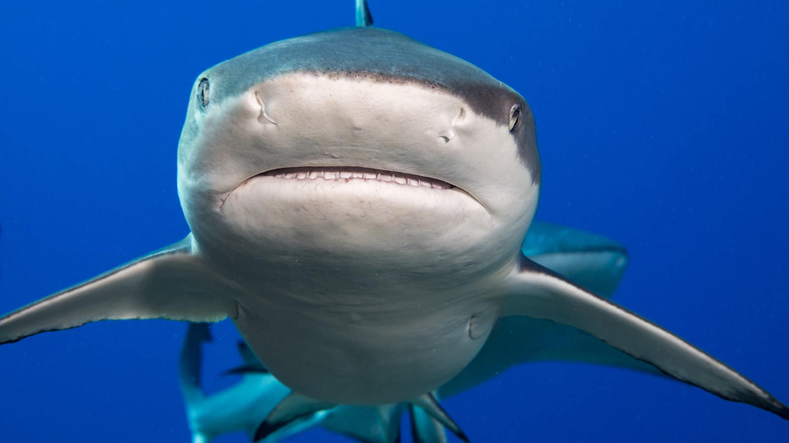 Köpek balığı pozitif çıktı! Kanında kokain var!