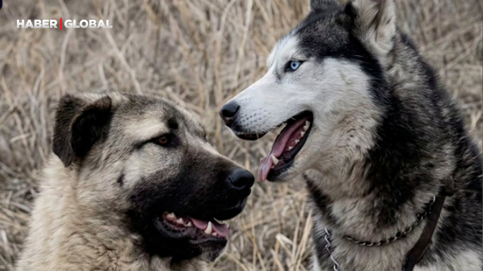 Sivas'ta kangal evden kaçtı, gönlünü Sibirya kurduna kaptırdı