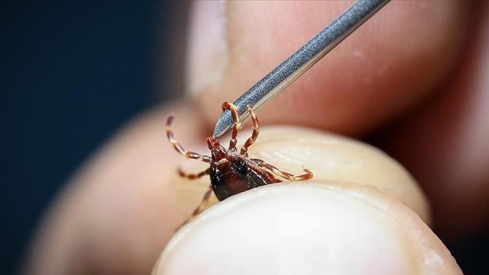 Yağış arttı, risk büyüdü: Uzmanından kene uyarısı