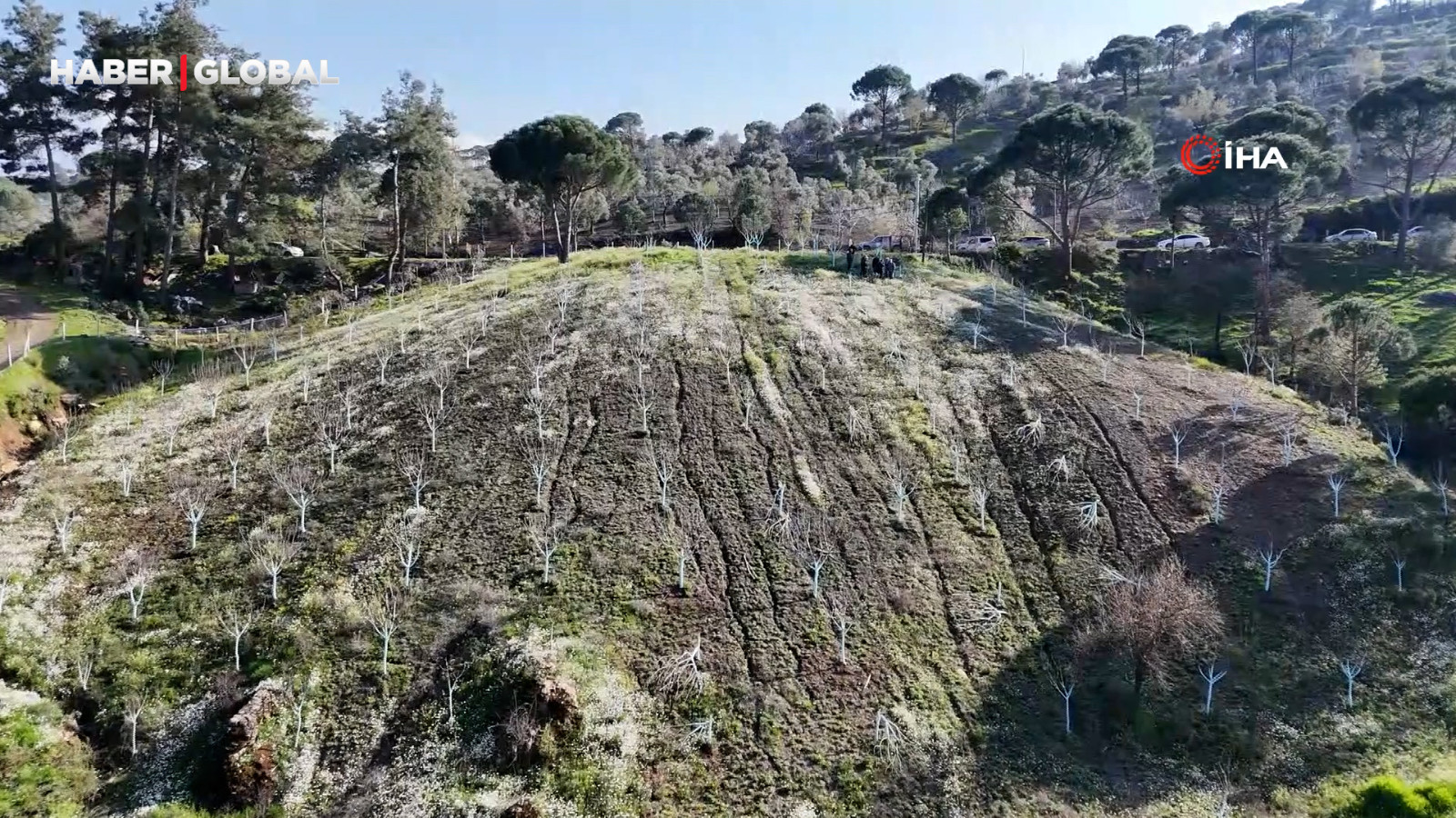 Böyle öfke görülmedi, bir gecede yüzlerce incir ve zeytin ağacını kesip ortadan kayboldular