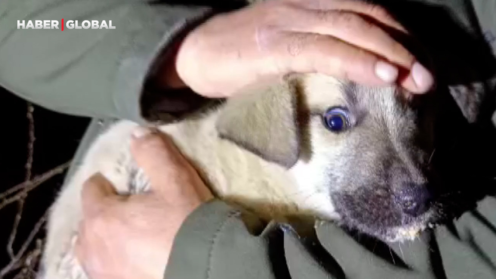 Ölüme terk edilmiş ve korkudan titreyen köpek yavrularına sahip çıktı