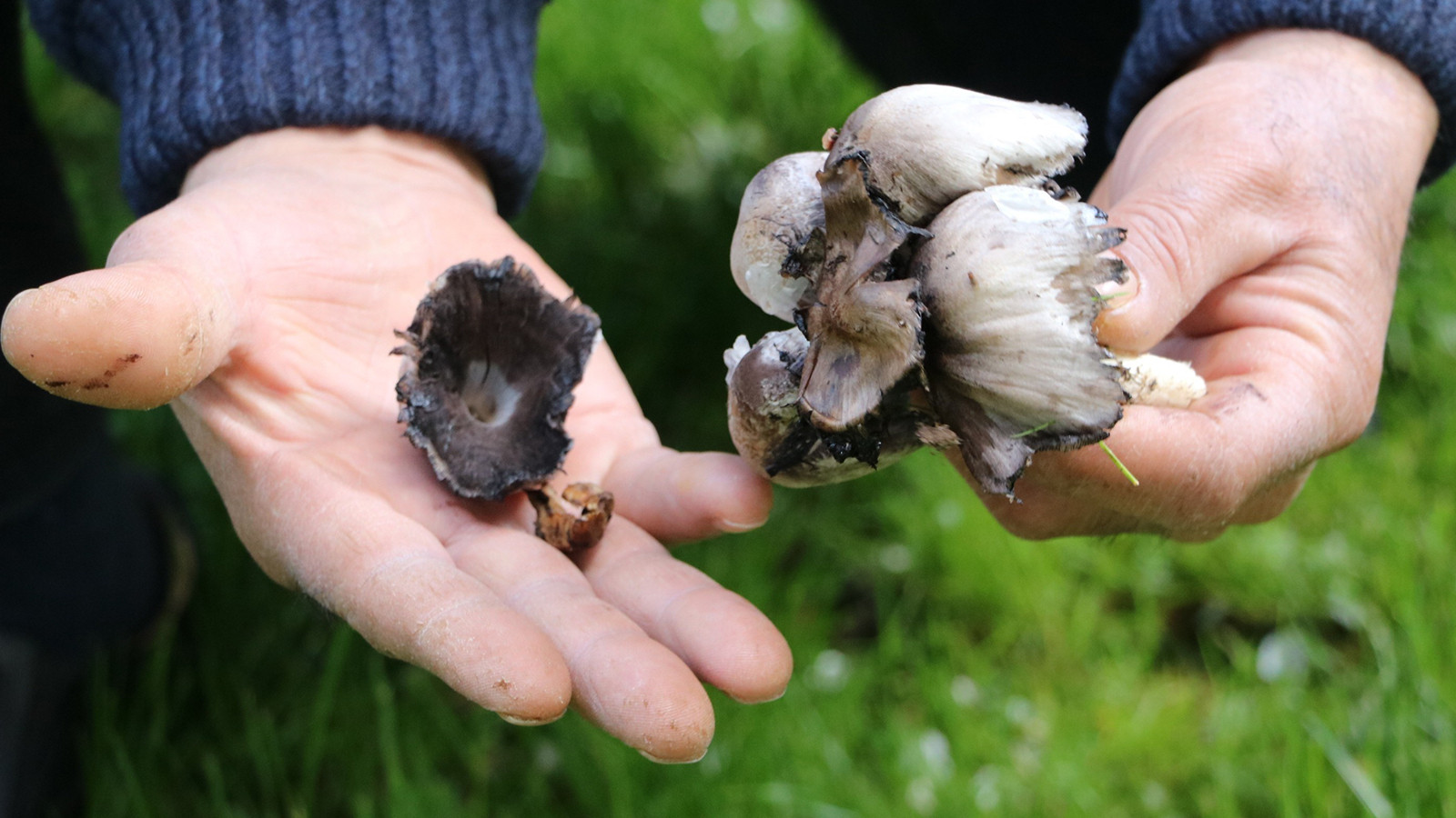 Bahar geldi, risk arttı: Yabani mantar tüketimine dikkat
