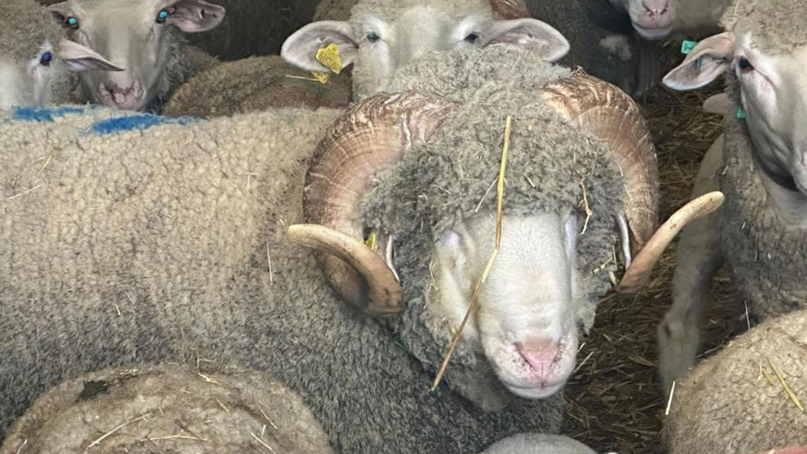 Milyonluk koçun kuzuları için bugünden sıraya girdiler