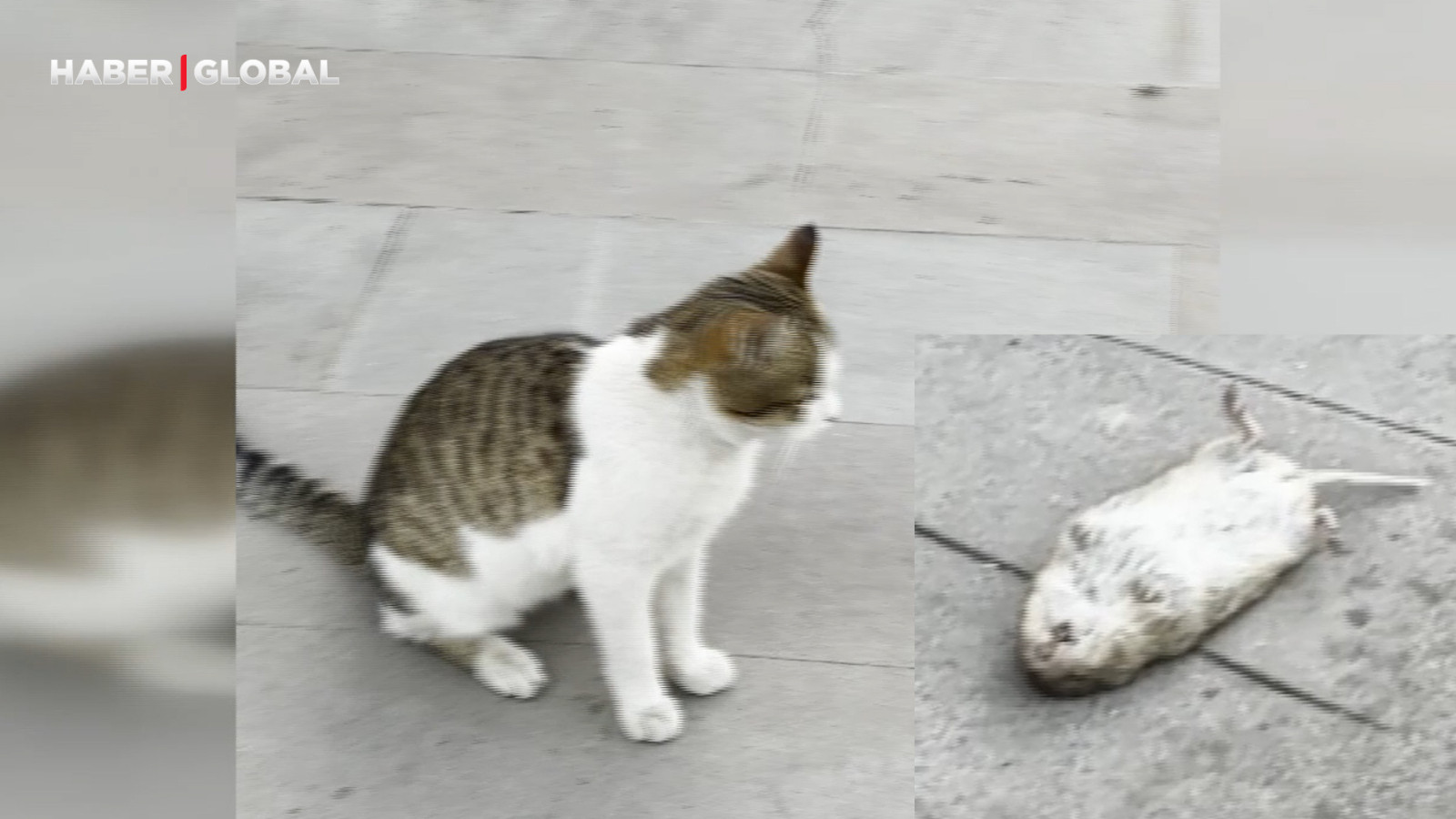 Erzurum'da ölü taklidi yaparak kediden kurtulan fare kahkahaya boğdu