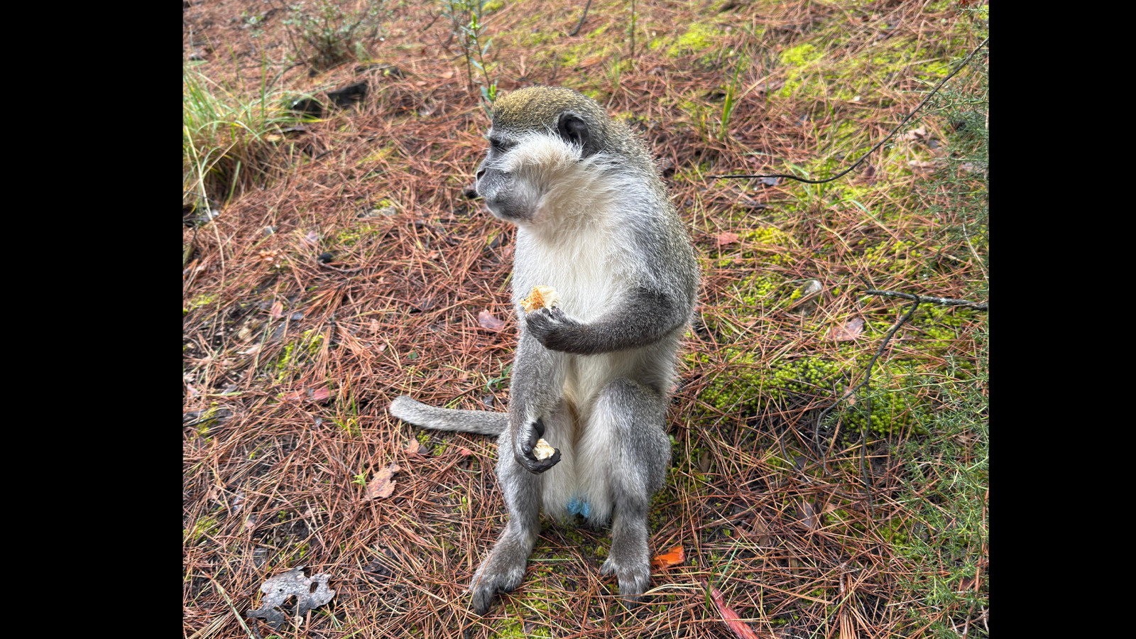 Denizli'de ilginç olay: Ormanda mantar ararken maymun buldu