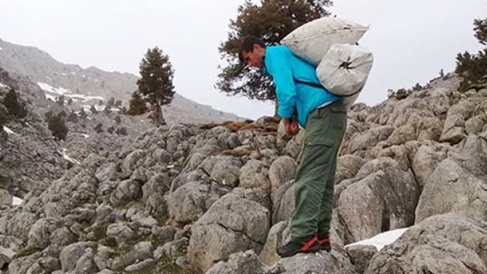 Kilosu 300 liraya satılıyor: Toplayanlar günde 21 bin TL kazanıyor