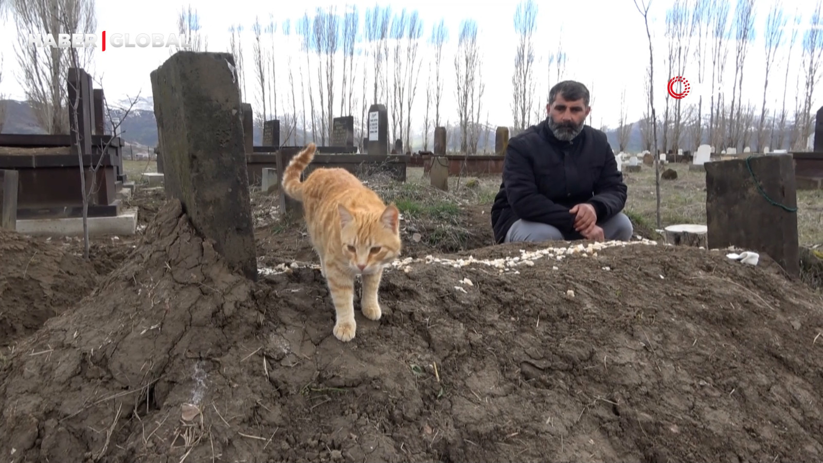 Muş’ta öldürülen adamın kedileri 9 gündür mezarının başından asla ayrılmıyor