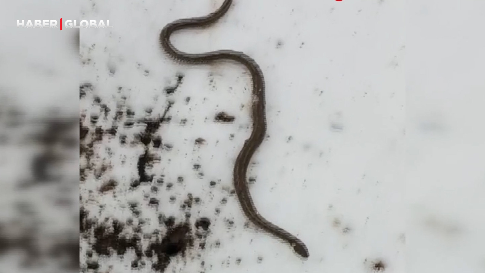 Yüksekova'da su arızası giderilirken 1 metrelik yılan çıktı
