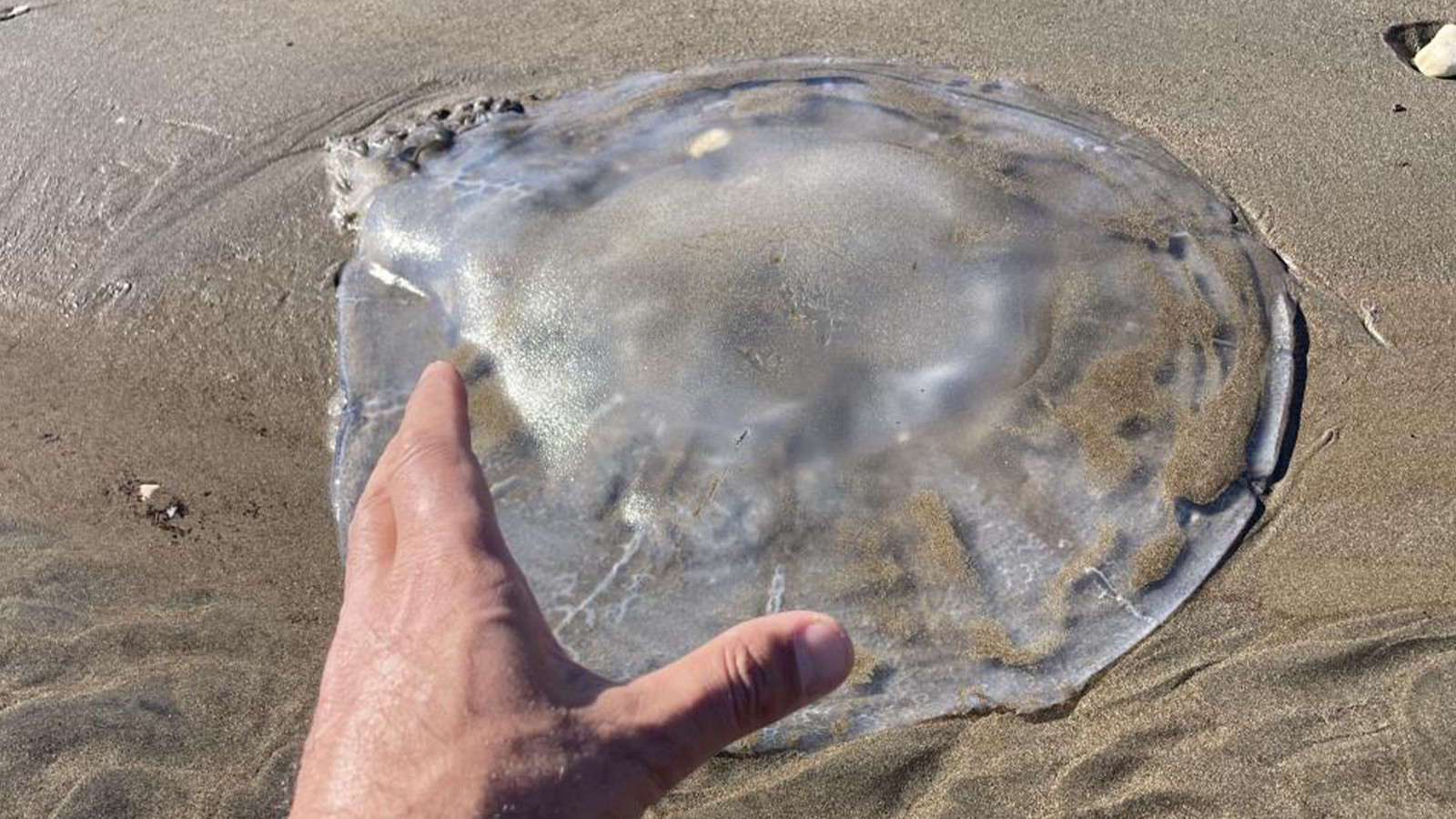 Zehirli denizanaları Mersin sahillerine vurdu
