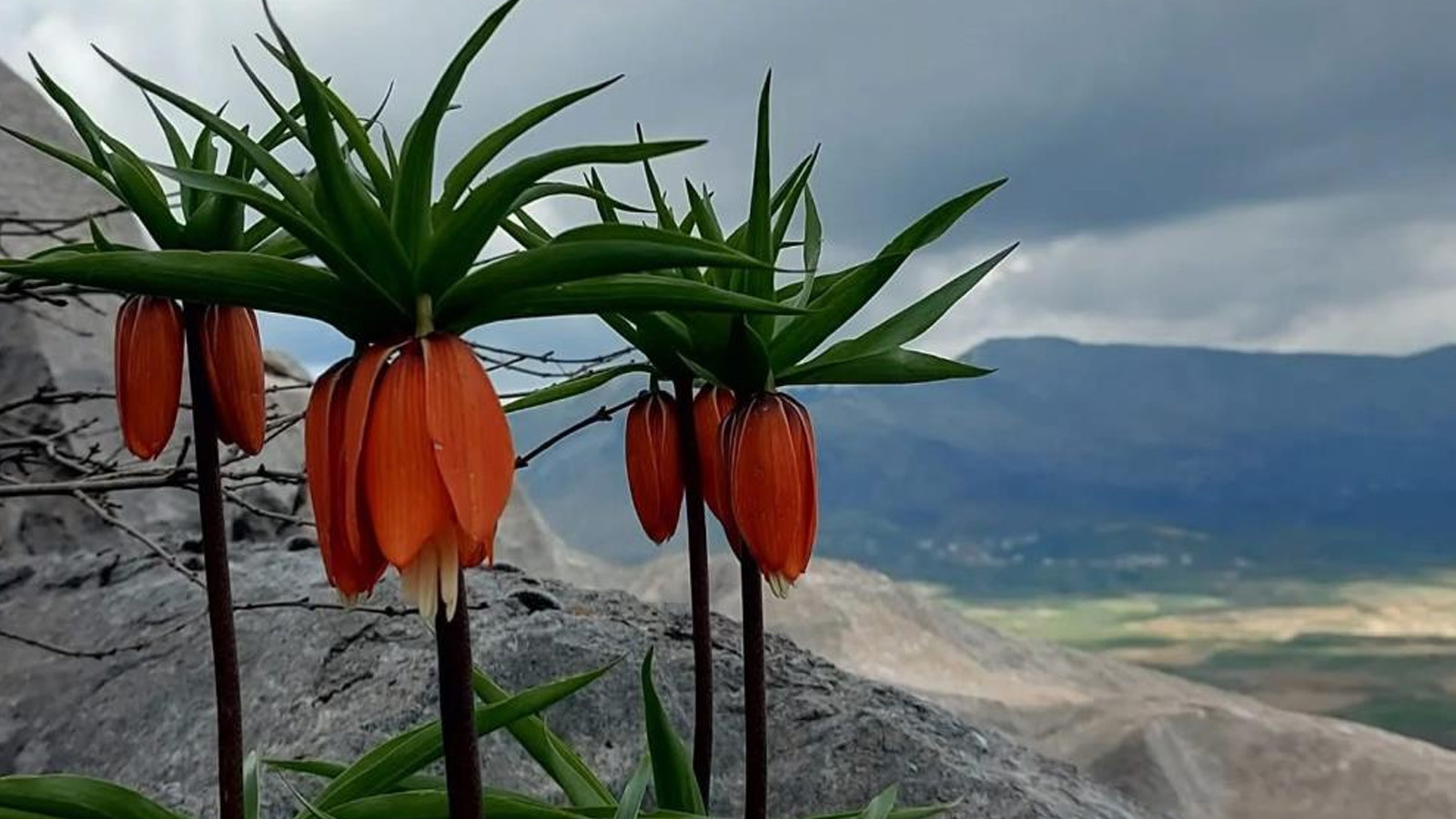 Bu çiçeği koparan yandı: Cezası 700 bin lira