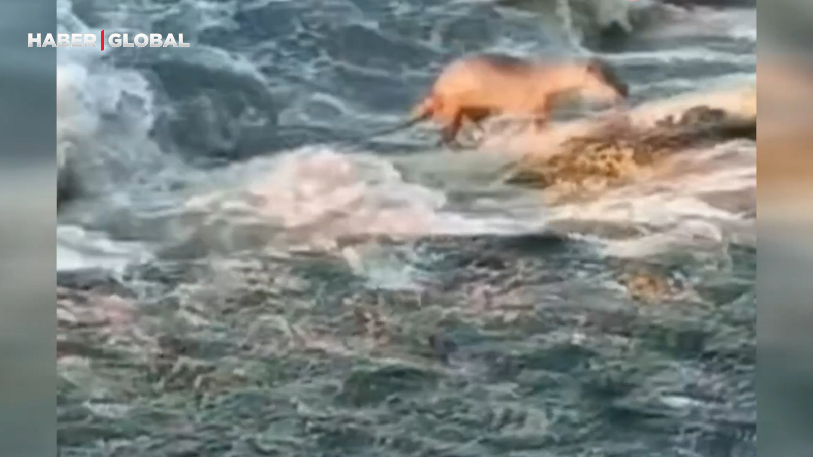 Düzce’de ne olduğunu kimse anlayamadı, görenler telefona sarıldı!