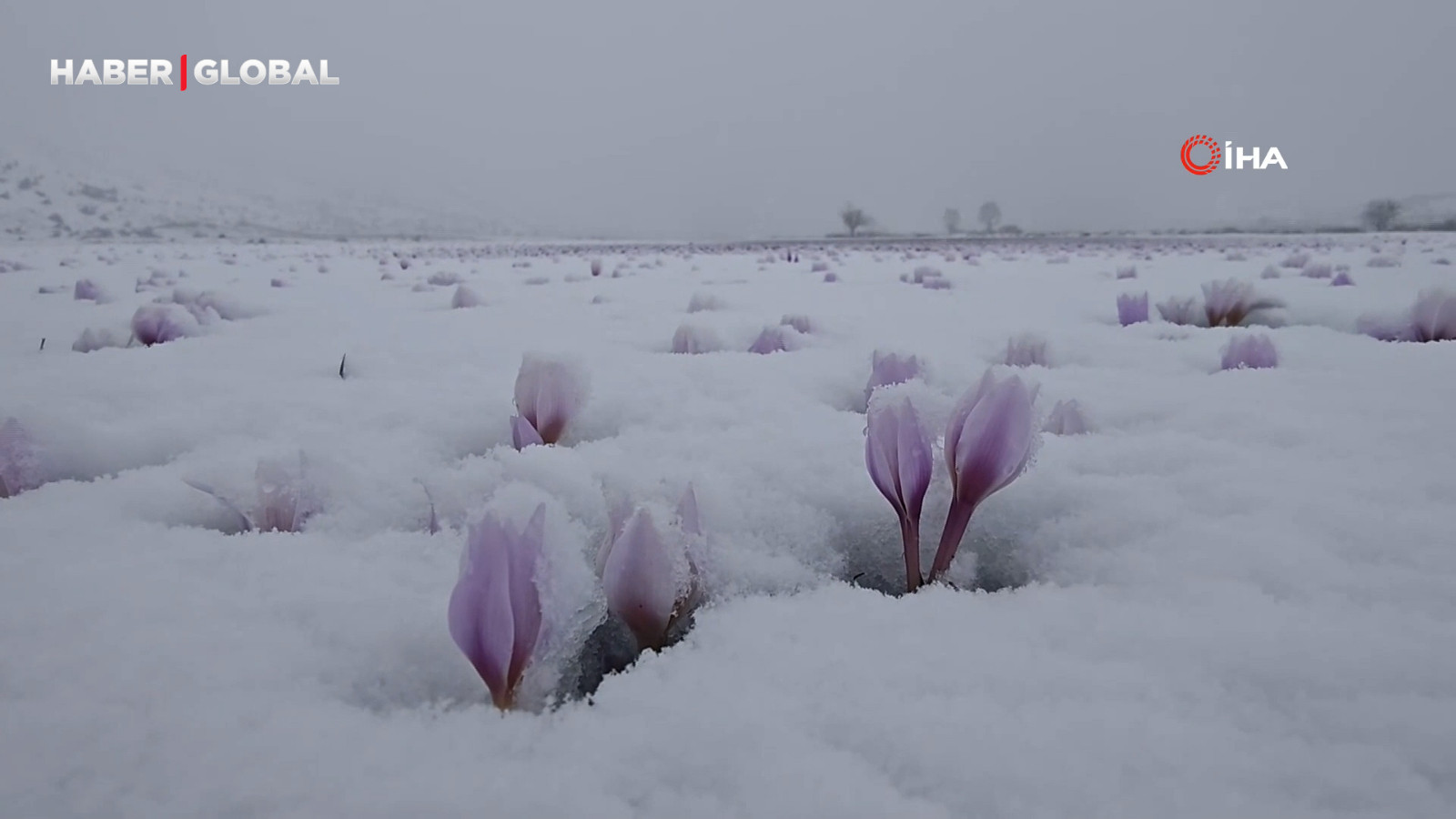 Karla buluşan çiğdemler herkesi büyüledi
