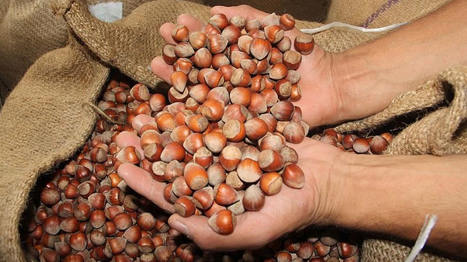 Fındık fiyatları dibi gördü: TMO'ya çağrı yapıldı